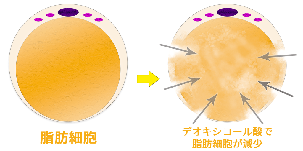 脂肪溶解注射のメカニズム｜デオキシコール酸で脂肪細胞が減少｜銀座フェイスクリニック