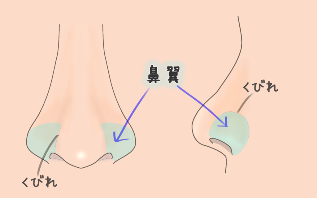 鼻翼とはどこ？（くびれの外側）｜銀座フェイスクリニック