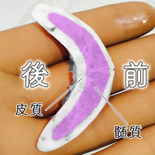 オトガイ断面｜皮質と髄質